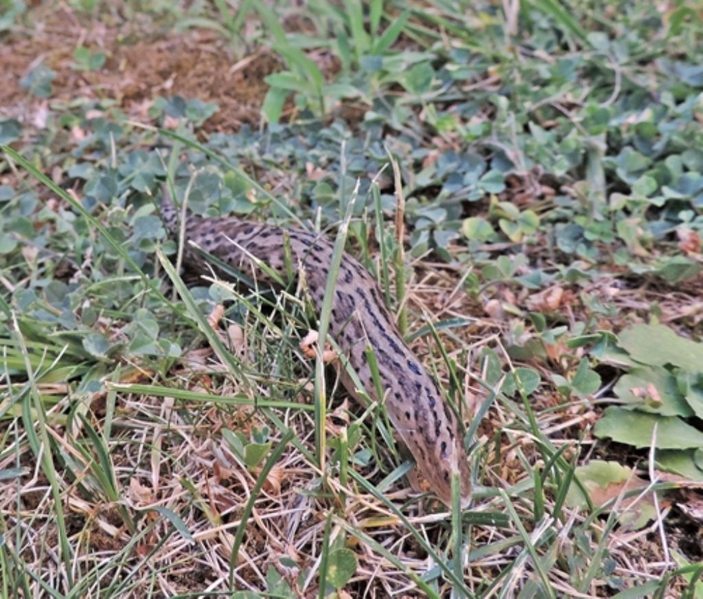 Limaccia e lumaca a passeggio